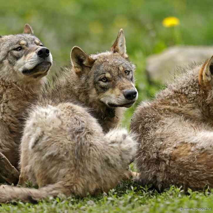 Overijssel krijgt komende jaren mogelijk nog veel meer te maken met de wolf