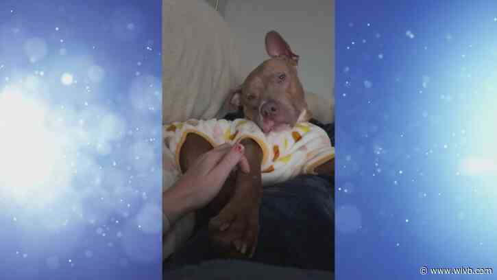 Energetic pup Honey looking for a forever home