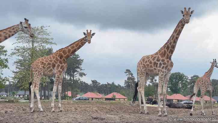 Eerste giraffe ingeënt tegen blauwtong: 'Hij was even heel boos'