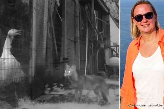 Vos probeert drie keer in één nacht in te breken in kippenhok: “Zelfs blazende ganzen houden het hongerige beest niet weg, gelukkig is het hok goed afgesloten”