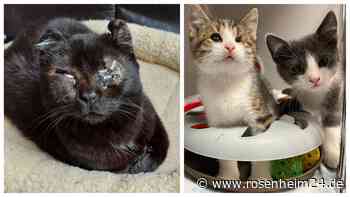 Ruf nach Kastrations-Pflicht für Katzen wird lauter: Was kommt auf die Besitzer in Rosenheim zu?