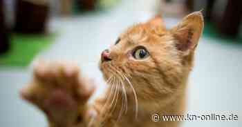 Vermont State University: US-Uni zeichnet Campus-Kater mit Ehrendoktorwürde aus