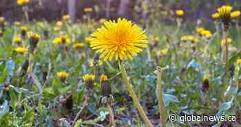 Does ‘No Mow May’ actually help bees? A master gardener and professor weigh in