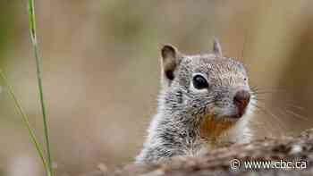 Squirrels responsible for 80 power outages in Toronto last year, hydro officials say