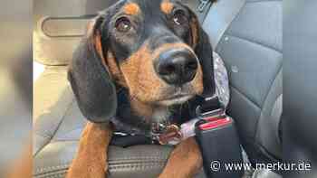 Ehepaar adoptiert Dackel – doch ein DNA-Test offenbart die wahre Hunderasse