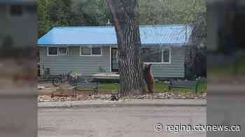 Bear spotted in Lumsden euthanized after risk to public safety: Sask. RCMP