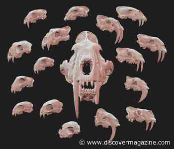 Saber Teeth are as Mysterious Evolutionarily as They are Iconic Visually