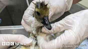 Bird rescue continues after lake oil spill