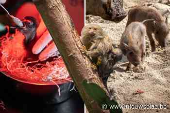 Babyboom in Antwerpse Zoo: “Giraffen blijven gelukkig kalm tussen de rondcrossende kleintjes”