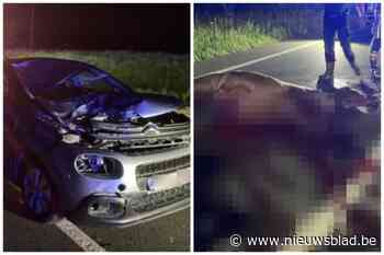 Loslopend paard sterft na aanrijding