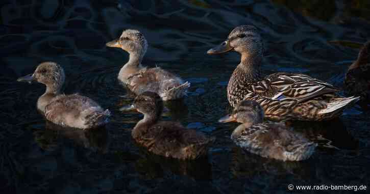 Entenfamilie verirrt sich gleich zweimal auf Autobahn