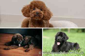 Most expensive and affordable dog breeds to own revealed