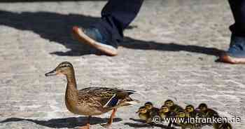 A3 bei Rüdenhausen: Entenfamilie sorgt für Autobahnsperrung und hält Einsatzkräfte auf Trab