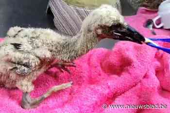 Ooievaarsvrouwtje stierf een natuurlijke dood