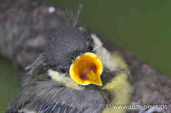 Vögel füttern im Sommer: Mit Hygiene und dem richtigen Futter