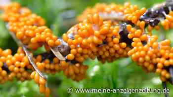 Unheimlicher Gartenfund: Von diesen Früchtchen sollten Sie nicht naschen