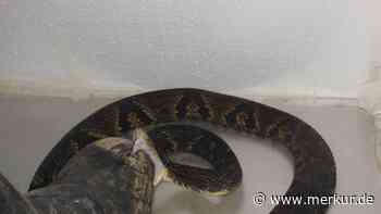 Für Studie: Forscher tritt 40.000 Mal auf Giftschlangen