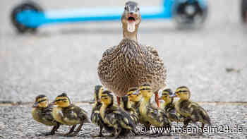 Abenteuerlustige Entenfamilie verirrt sich gleich zweimal auf bayerische Autobahn