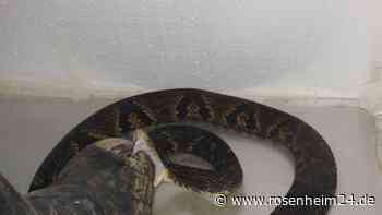 Für Studie: Forscher tritt 40.000 Mal auf Giftschlangen