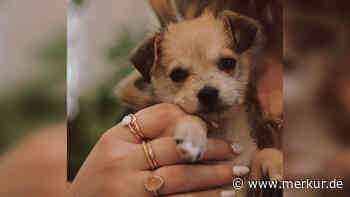 Schlecht gealtert: Zuckersüßer Welpe wird zum zotteligen Hundeschreck