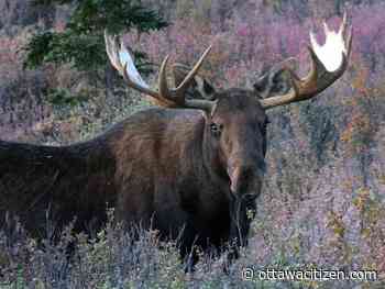 Quebec woman in critical condition after car collides with moose in Algonquin Park