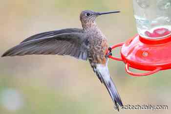 Discovering the Hidden Species Among Giant Hummingbirds