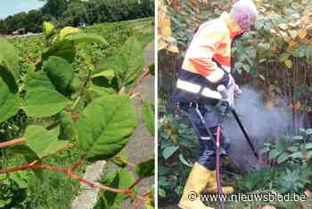 200 jaar geleden haalde een Duitser Japans onkruid naar ons land, nu overwoekert het heel Europa: “Had hij die plant maar in Japan laten staan”