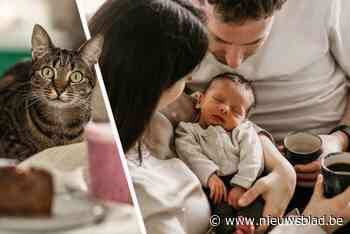 Bekend kattencafé uit ‘Andermans Zaken’ zoekt overnemers: “Geboorte zoontje gaf doorslag”