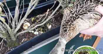 Ieder jaar komt moedereend terug naar dezelfde McDonald's om daar in bloembak haar eieren uit te broeden