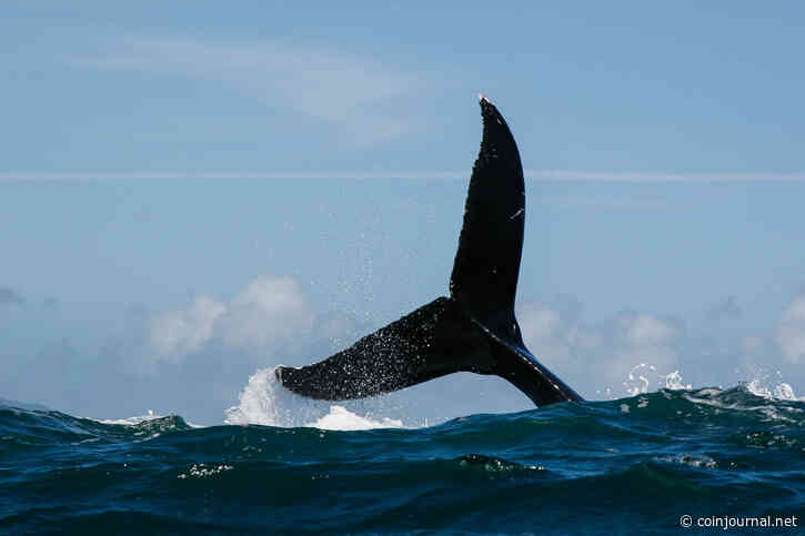 Dogwifhat and Popcat sell-off as whale dumps tokens