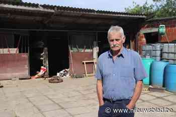 Op hol geslagen renpaard van Theo (70) sterft na aanrijding: “Het was geschrokken door vuurwerk voor een communiefeest”