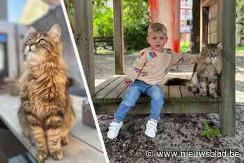 Kat Oskar is vermist, tot baasjes plots telefoon krijgen van een onbekend nummer: “We schrokken allebei”