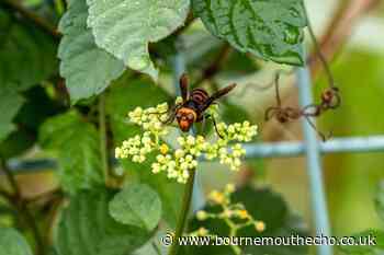 What does an Asian hornet look like? Difference to UK native