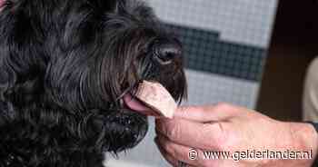 Leverworst op een stokkie: bij deze ijssalon is ‘blafijs’ voor honden niet aan te slepen