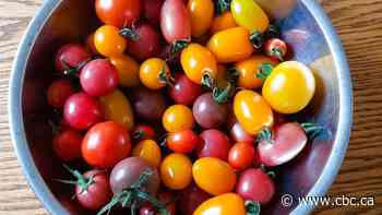 Don't like tomatoes? You probably haven't tried the right one yet