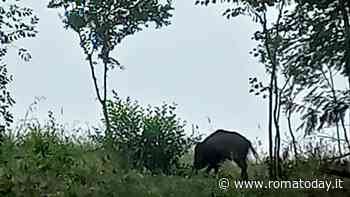 Cinghiali: c’è un esemplare  che si aggira nel parco Campagna, vicino a scuole ed area giochi