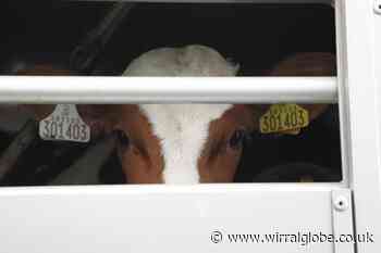 Ellesmere Port: RSPCA thank MP for help with live export ban