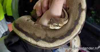 Puber vindt koningspython op straat