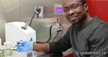 Wild breed shows potential for developing drought-resistant potato: researcher