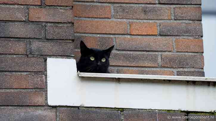 Brandweer wil ontsnapte poes Akame redden, maar die redt zichzelf