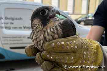 Jonge slechtvalk blesseert zich bij eerste vlucht