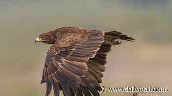 How the war in Ukraine has impacted migrating eagles: Birds have been forced to deviate from their usual flight plan to avoid active conflict zones, study reveals