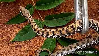 "C'è un serpente nel pollaio": catturata una vipera adulta alle porte di Roma
