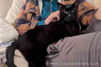 RSPCA Sutton wants to find poor asthmatic cat a home