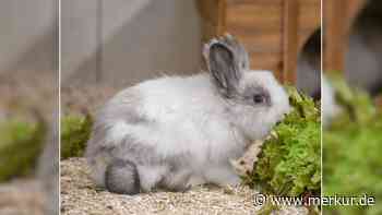 „Schon fast sein ganzes Leben im Tierheim“: Schüchterner Spike sucht Zuhause