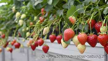 Die News der Region Braunschweig-Wolfsburg am Pfingstmontag