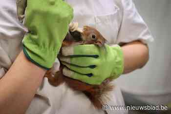 Voorraad bijna op: Natuurhulpcentrum zoekt hooi en stro voor comfort en voedsel van dieren