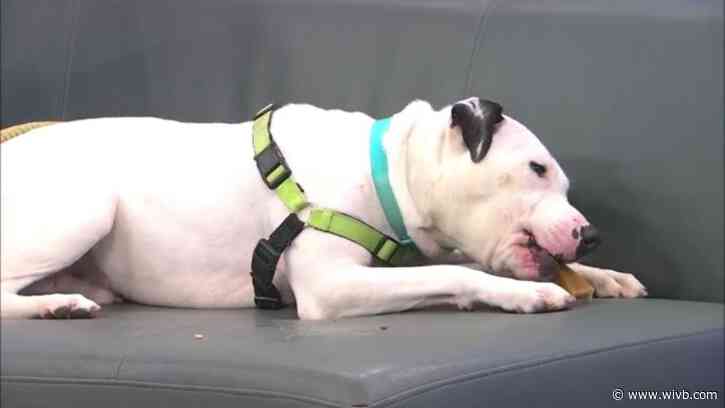 Here's your "Chance:" Pup is up for adoption in Erie County