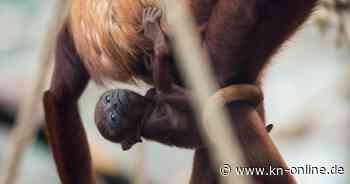 Hitzewelle: Brüllaffen fallen in Mexiko tot von Bäumen