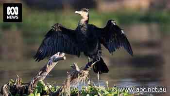 Other birds would scatter when salmon farm workers shot at them — but not this bird species